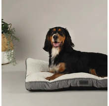 Hund liegt auf einem Hundebett der Marke Scruffs