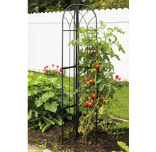 Tomatenpflanze an einer Rankhilfe aus Metall im Gemüsegarten.