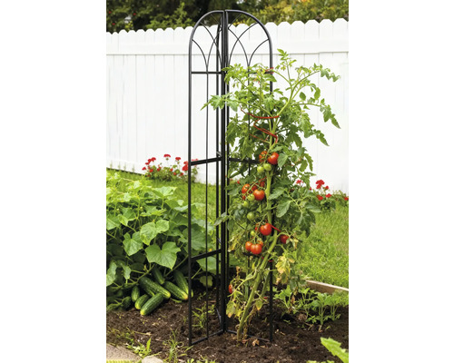 Tomatenpflanze an einer Rankhilfe aus Metall im Gemüsegarten.