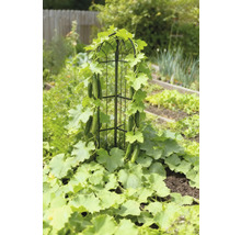 Gurkenpflanze, die an einem Rankgitter im Garten wächst.