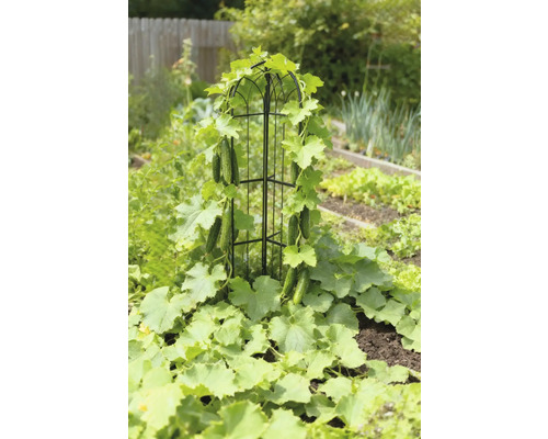 Gurkenpflanze, die an einem Rankgitter im Garten wächst.