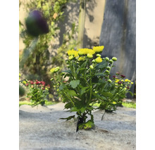 Gelbe und rote Chrysanthemen auf Unkrautvlies im Garten.