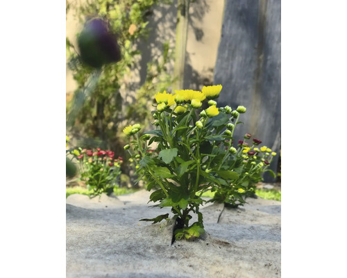 Gelbe und rote Chrysanthemen auf Unkrautvlies im Garten.