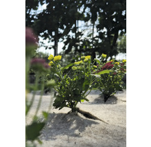 Gelbe Chrysanthemenpflanze im Gartenbeet.