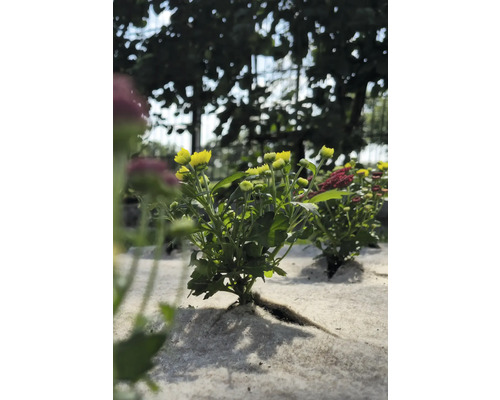Gelbe Chrysanthemenpflanze im Gartenbeet.