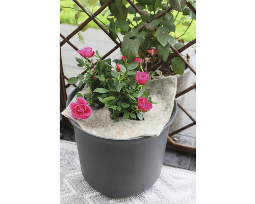 Rose im Topf mit Bewässerungsmatte