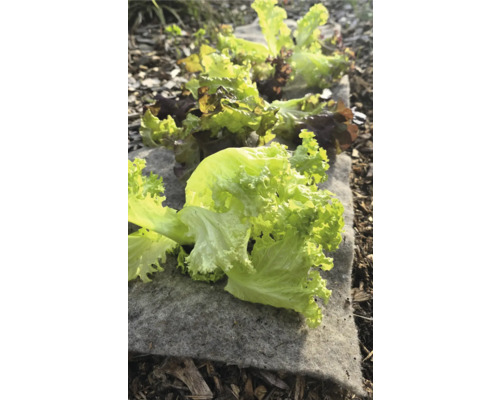 Grüner Salat auf Gartenvlies im Beet