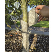 Ein Baumstamm wird mit einem Winterschutz vor Frost geschützt.