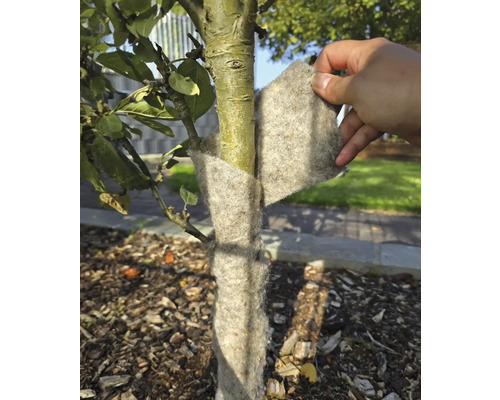 Ein Baumstamm wird mit einem Winterschutz vor Frost geschützt.