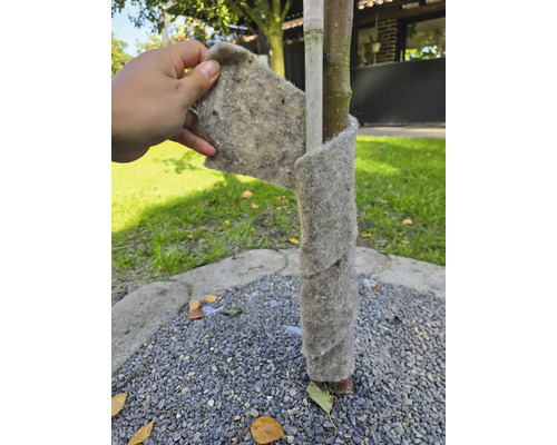 Baumstammschutz aus Filz um einen Baum gewickelt