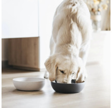 Ein Golden Retriever frisst aus einem Hundenapf, neben dem ein leerer Napf steht.