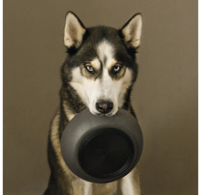 Husky trägt Futternapf im Maul