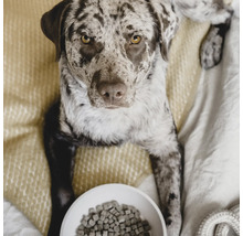 Gesprenkelter Hund liegt neben einer Schüssel mit Hundefutter