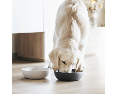 Hund frisst aus einem Hundenapf, ein weiterer Napf steht daneben.