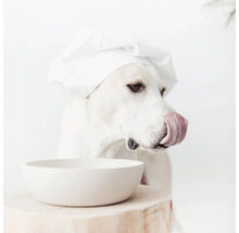 Hund mit Kochmütze und leerer Schüssel