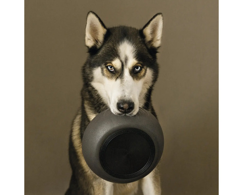 Husky mit Hundenapf im Maul