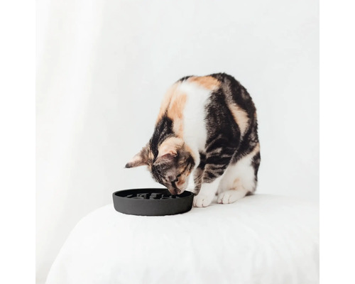 Katze frisst aus einem schwarzen Fressnapf