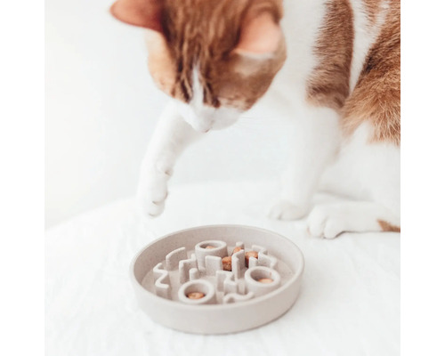 Katze betrachtet Futternapf mit Futter