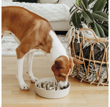 Hund frisst aus einem interaktiven Fressnapf zur Verlangsamung der Futteraufnahme.