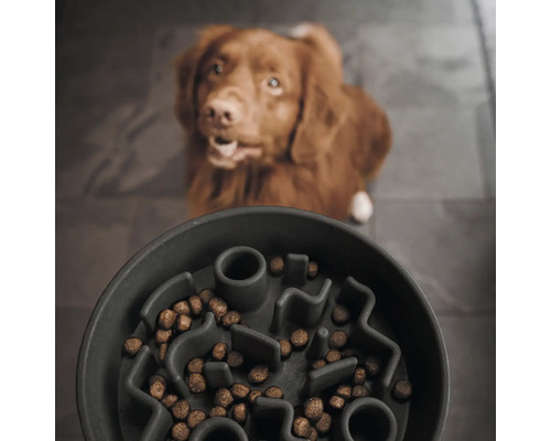 Napf mit Labyrinthstruktur und Hundefutter vor einem Hund
