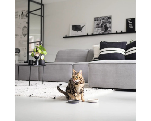 Katze sitzt in einem Wohnzimmer vor zwei Futternäpfen