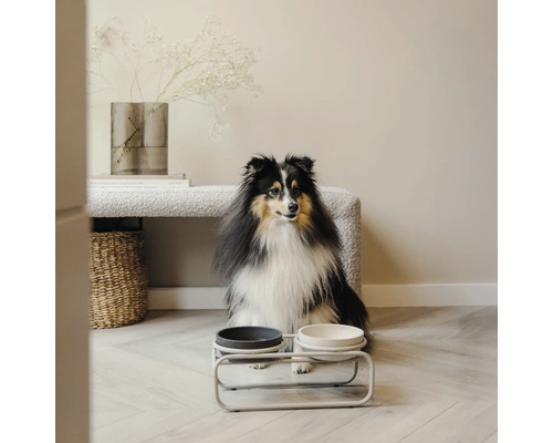 Hund sitzt vor Futternapf auf einem Ständer in einem Raum