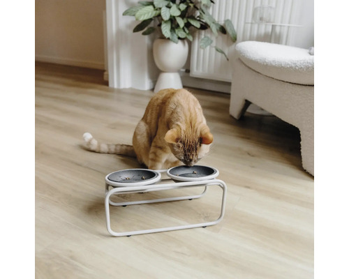 Eine Katze frisst aus einem Doppelnapf mit Gestell auf einem Holzboden
