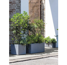 Rechteckige Pflanzkübel aus Beton mit Bepflanzung im Außenbereich