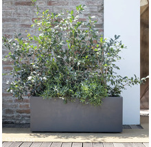 Rechteckiger Pflanzkasten mit Bepflanzung vor einer Ziegelwand