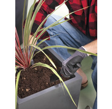 Eine Person pflanzt eine Pflanze in einen Pflanzkasten mit Erde.