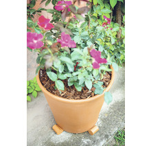 Blumentopf mit Rosen auf Pflanzenfüßen