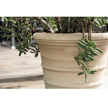 Sukkulente Pflanze in beigem Pflanzgefäß