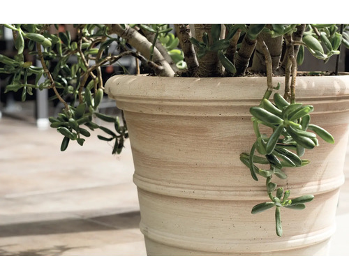 Sukkulente Pflanze in beigem Pflanzgefäß