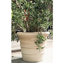 Geldbaum in einem Blumentopf