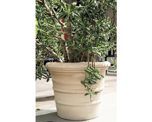 Geldbaum in einem Blumentopf