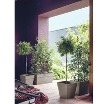 Terrasse mit Pflanzen in Pflanzkästen