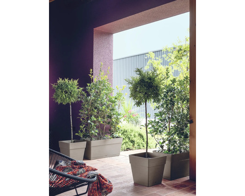 Terrasse mit Pflanzen in Pflanzkästen