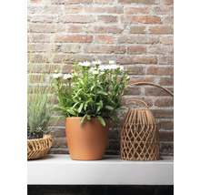 Arrangement mit weiß blühenden Astern in Terrakottatopf und dekorativer Laterne aus Rattan vor Backsteinwand