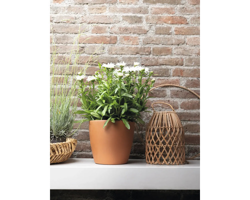 Arrangement mit weiß blühenden Astern in Terrakottatopf und dekorativer Laterne aus Rattan vor Backsteinwand