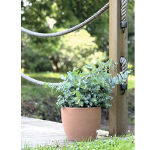 Eukalyptuspflanze in Terrakottatopf neben Holzpfosten mit Seil auf einer Holzterrasse