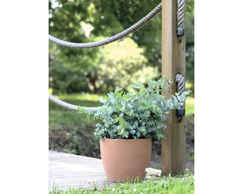 Eukalyptuspflanze in Terrakottatopf neben Holzpfosten mit Seil auf einer Holzterrasse