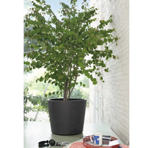 Judasbaum im Topf als Zimmerpflanze