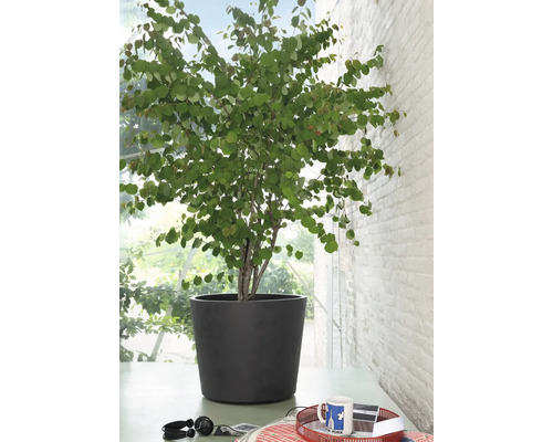 Judasbaum im Topf als Zimmerpflanze