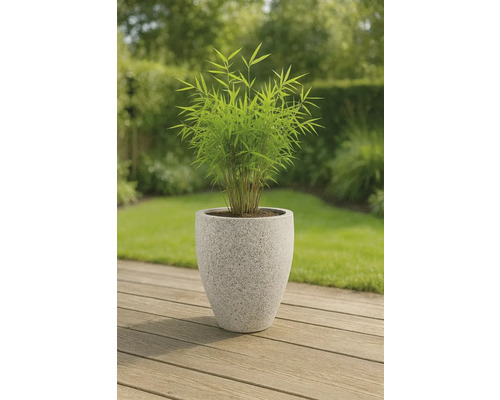 Bambus im Pflanzgefäß für den Garten