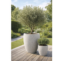 Baum in großem Pflanzkübel und kleiner Pflanze in Pflanzkübel auf Holzterrasse