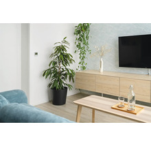 Wohnzimmer mit Zimmerpflanzen, TV-Möbel und Couchtisch