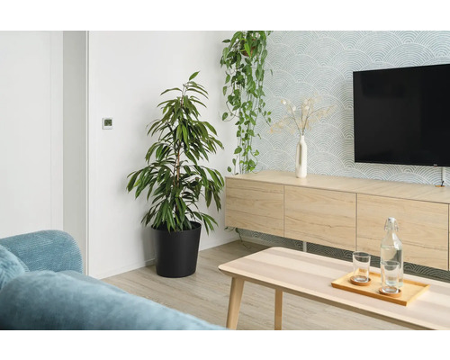 Wohnzimmer mit Zimmerpflanzen, TV-Möbel und Couchtisch