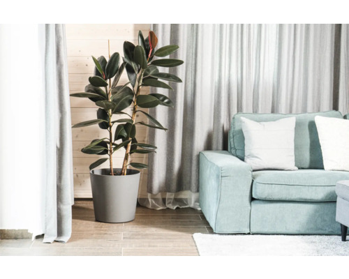 Wohnzimmer mit Gummibaum im Topf und Sofa