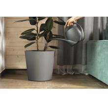 Gießkanne beim Gießen einer Zimmerpflanze in einem Topf