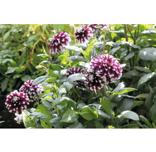 Nahaufnahme einer Gruppe Dahlienblüten im Gartenbeet